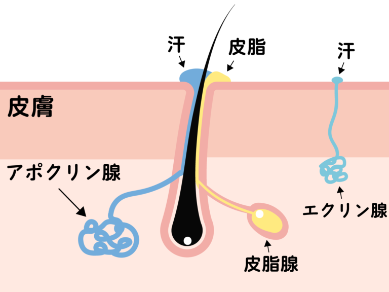 【ワキガとは?】脇の匂いが臭い原因・対策・治療 について皮膚科医が詳しく解説 | 皮膚科疾患&治療辞典